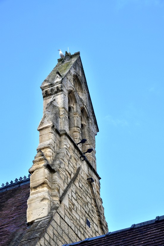 Gull on Top
